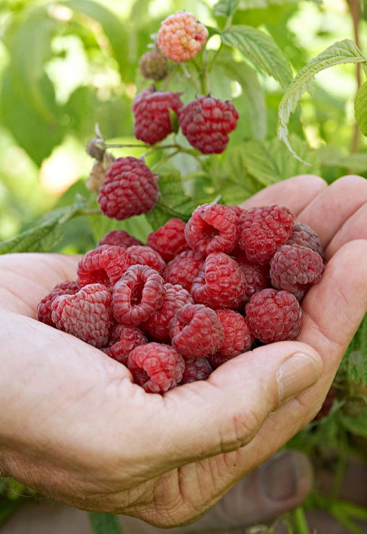 Raspberry live plant grafted, live grafted plant for Raspberry (pack of 1)