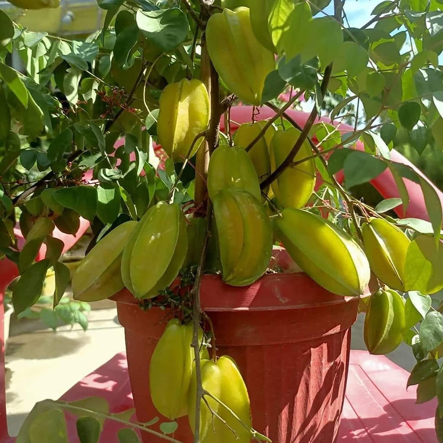 GRAFTED- BLACK MULBERRY Fruit Tree- (PACK OF 2) Live Outdoor Garden Plant