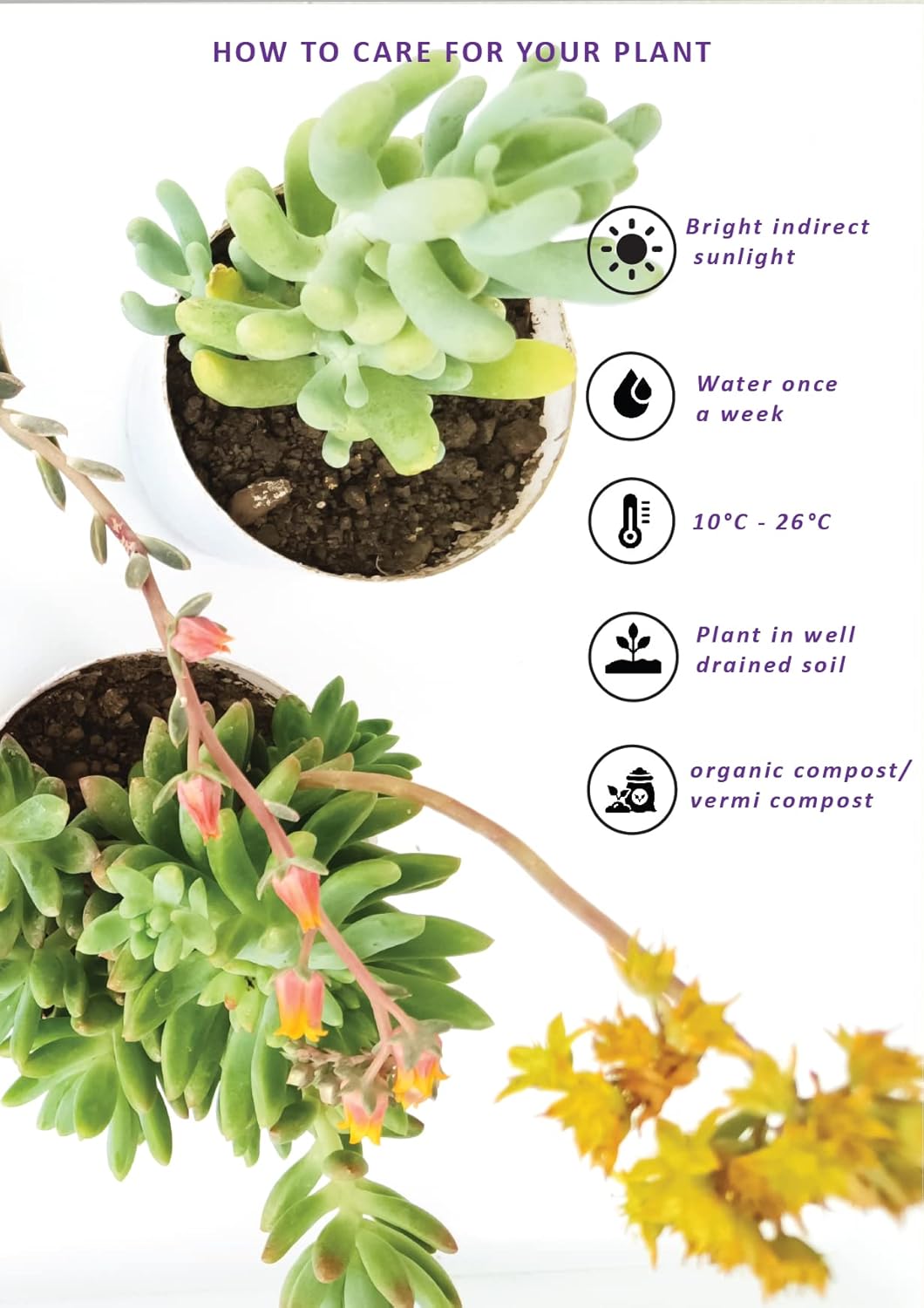 Farm Storey Assorted succulent plants set of 12, Any 12 live succulent plants variety, BARE ROOTED (without pot & without soil)