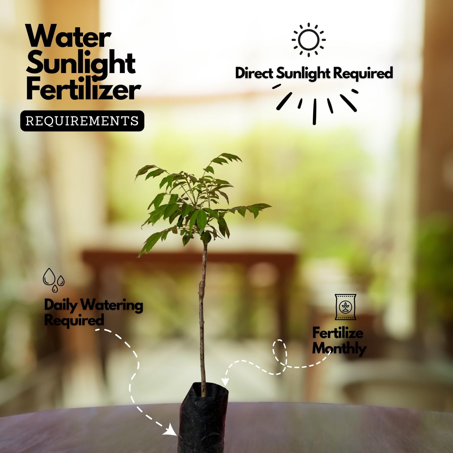 Hug A Plant | Sweet Ambazham/Ambarella (Grafted) (Spondias mombin) Fruit Live Plant (Home & Garden)