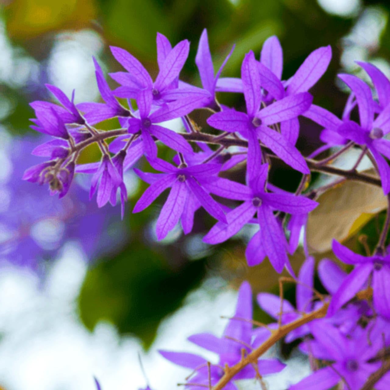 Seeds Ville Petrea Volubilis Flowering Vine Purple Pack of 1
