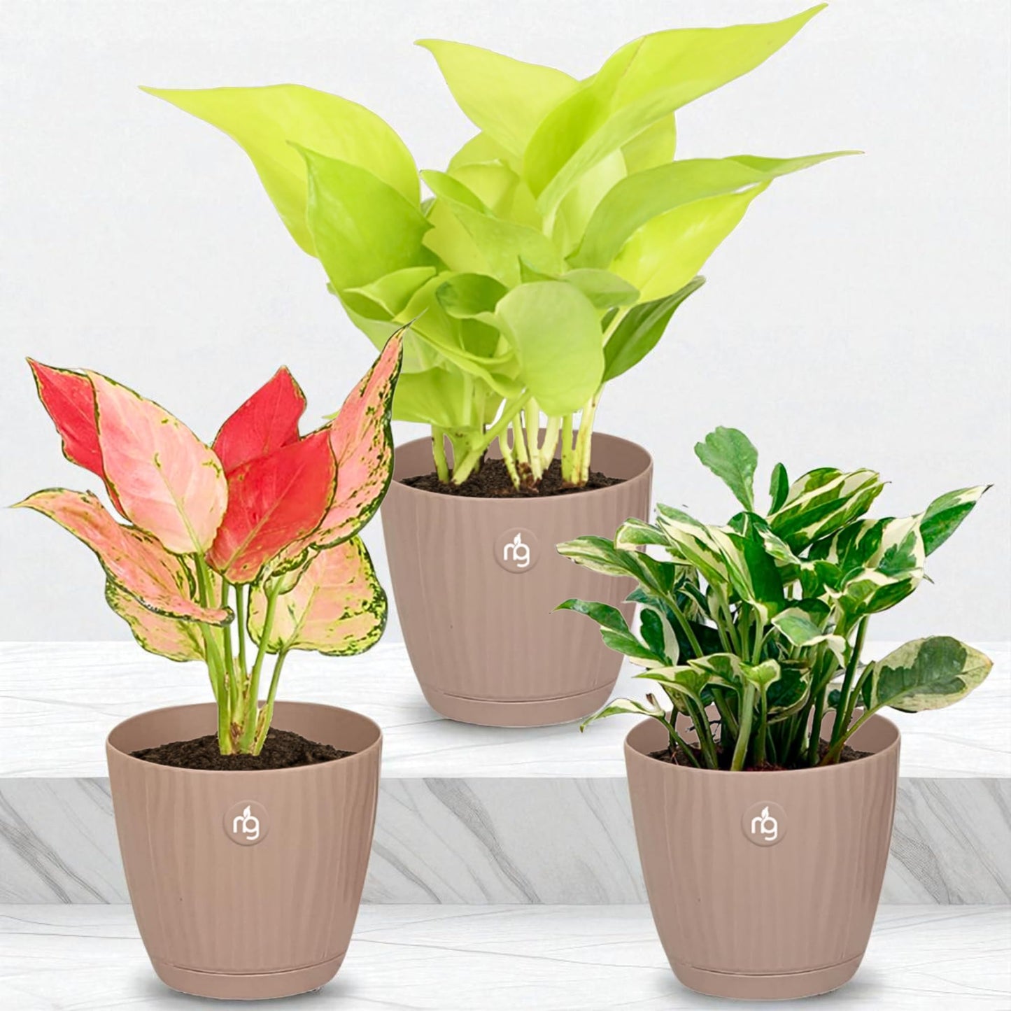 Nurturing Green® Combo of 2 Live Indoor Plants (Aglaonema Lady Valentine & Syngonium Pink) in Ivory Self Watering Pots