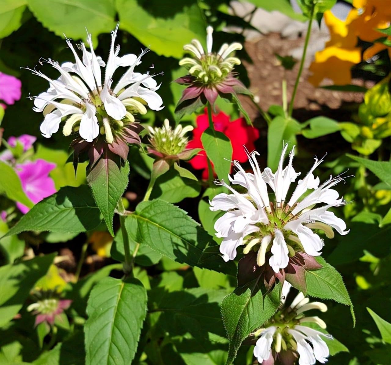 BlimBurn Bee Balm Flower Seeds (50 Pcs) - Natural Insect Repellent for Gardens- Grow Year Round. (All In One Mix) - Seeds Ville