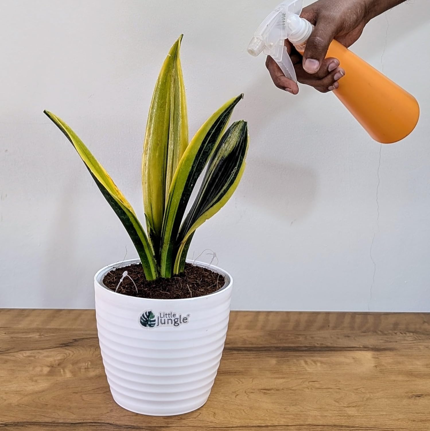 Little Jungle Sansevieria Flame - Live Plant with 5.5 Inches White Decor Pot | Indoor Plants For Home | Snake Plant | Live Plants Indoor | Air Purifying Plant | Live Plant With Pot For Home Decor |