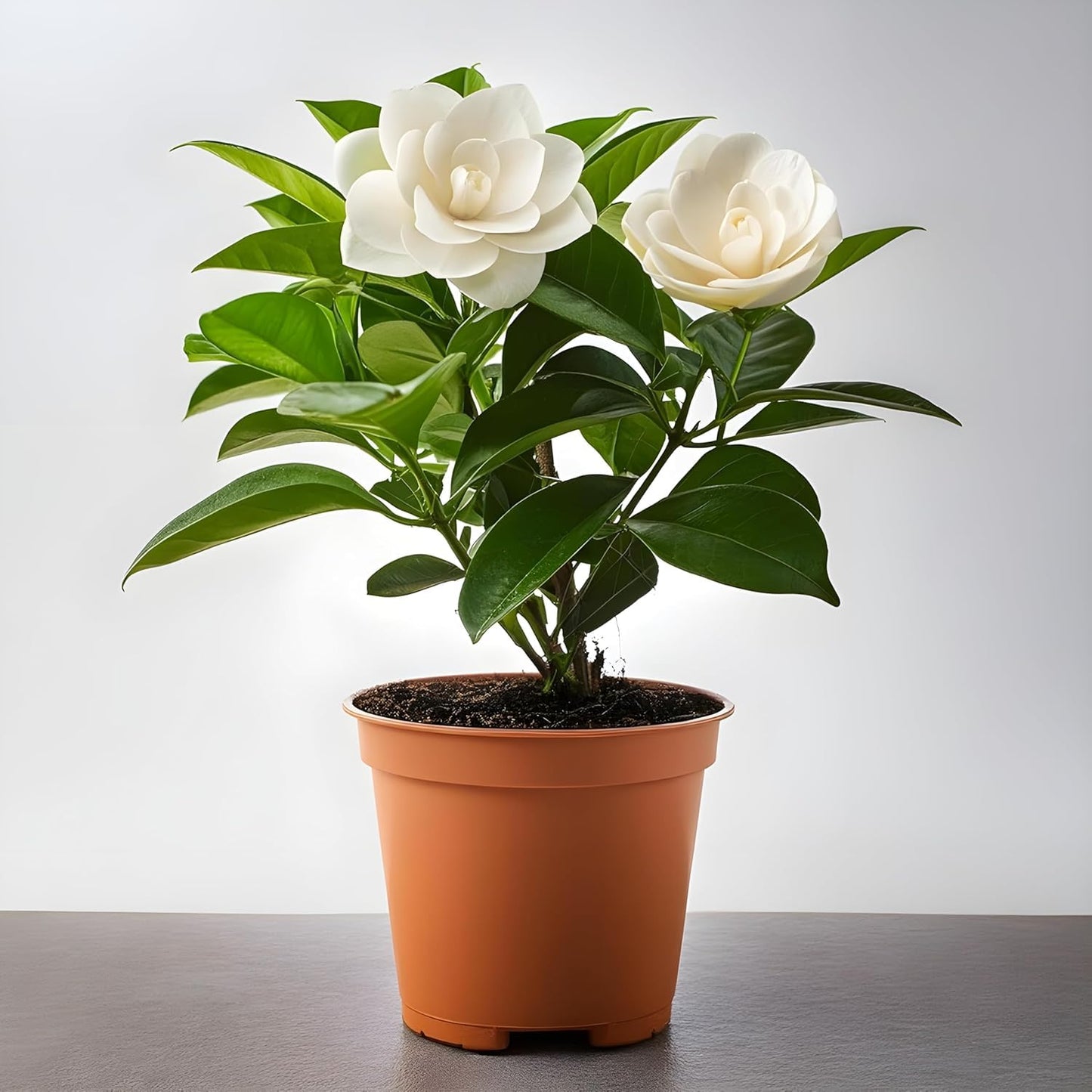 All Seasons Gardenia/Gandharaj Live Plant - Fragrant Blooms Choice for gardens and indoor spaces (With 3 Inch Black Plastic Pot) (Pack Of 1) (Live Flower Plant)