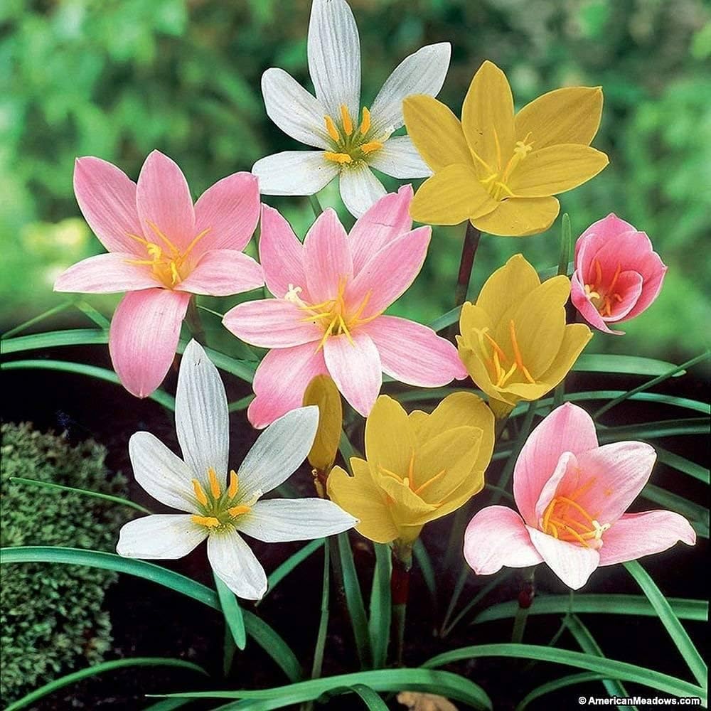 Live Green Zephyranthes - Rain Lily All Season Flower Bulbs (10pcs)