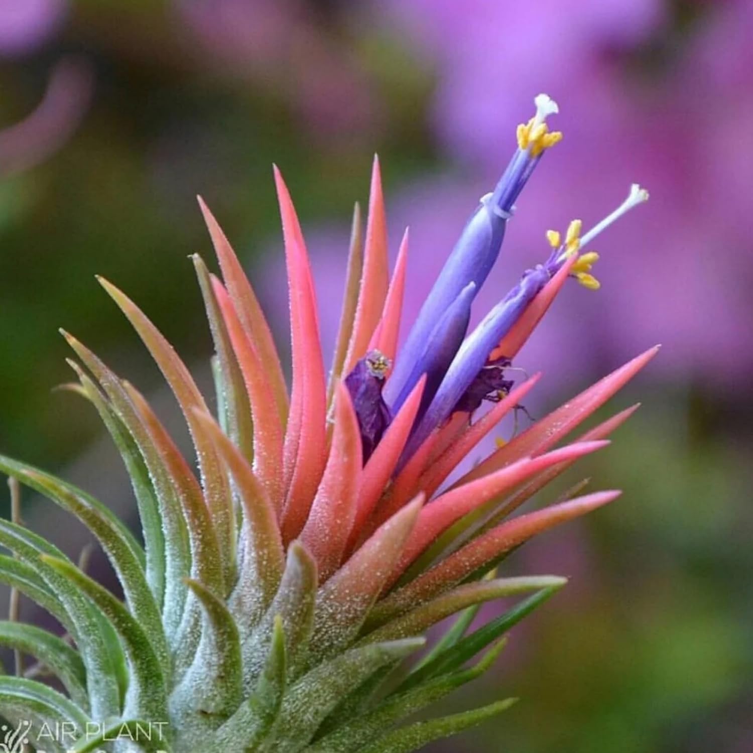 Seeds Ville Tillandsia Ionantha Mexico Air Plant Hardy Indoor Outdoor