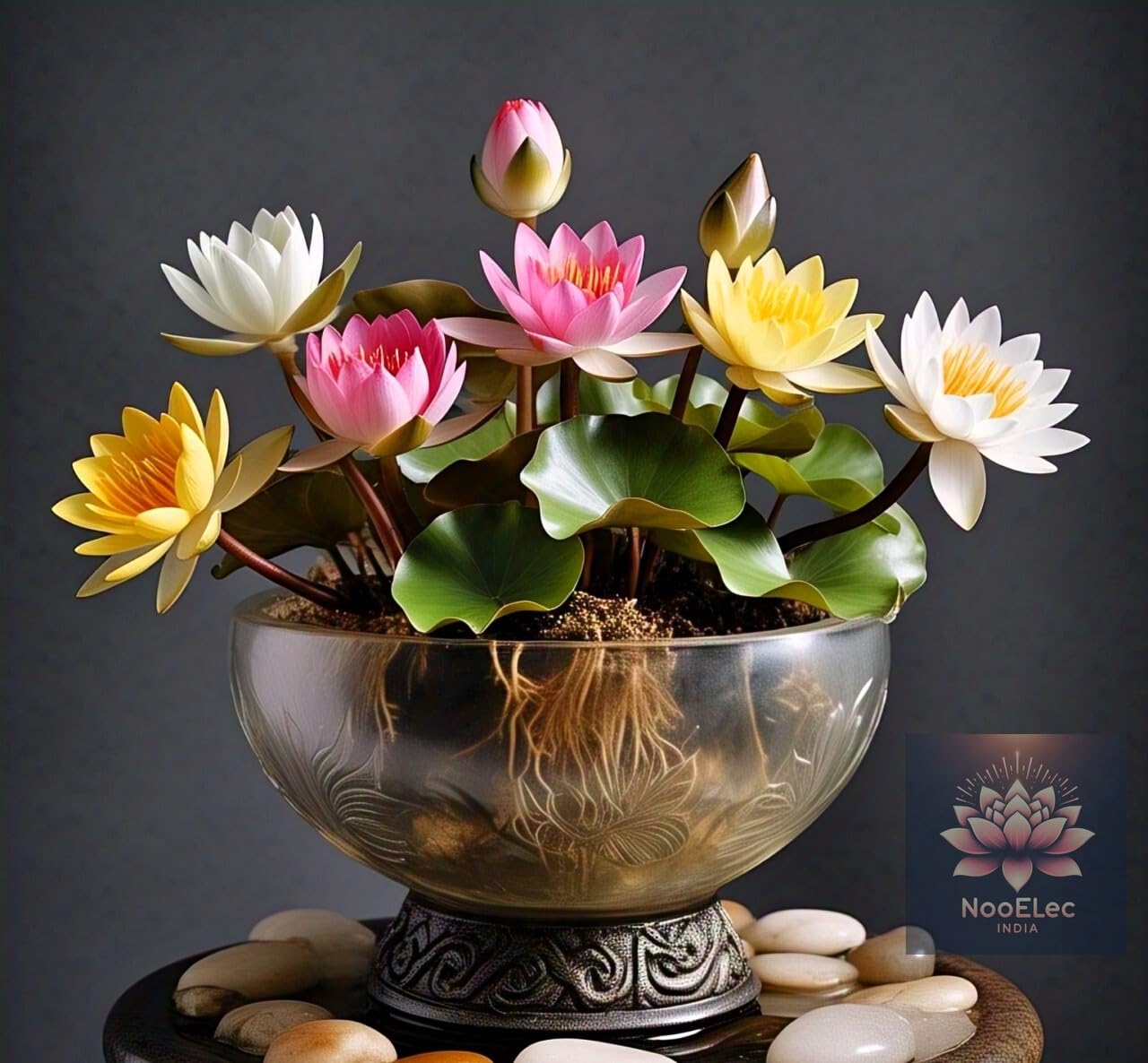 NooElec Seeds India 60 SEEDS- Rainbow Bowl Lotus Seeds, Mixed Colors, Indoor/Outdoor, Low Maintenance, Year-Round Bloom. - Seeds Ville