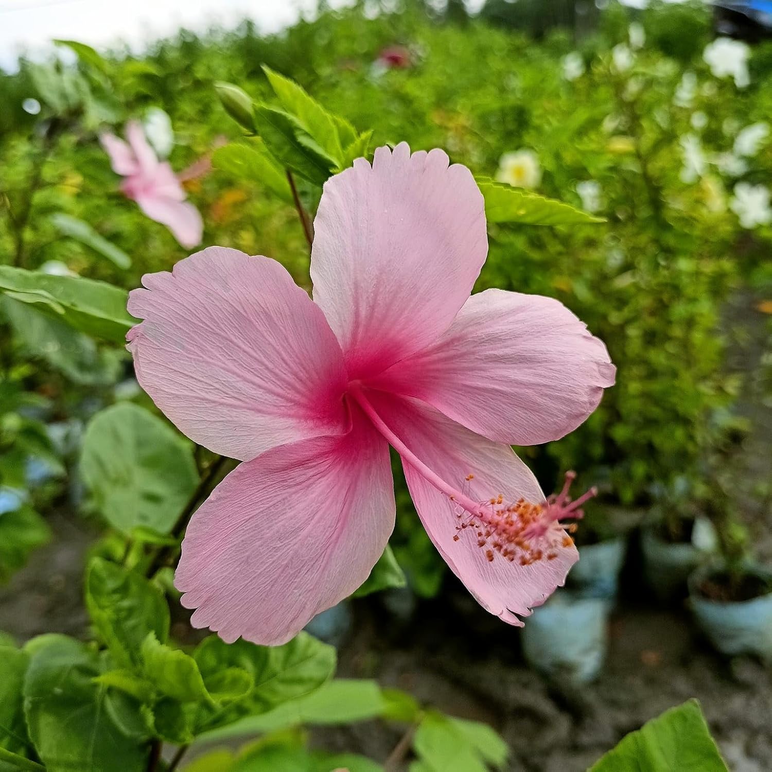 Pink hibiscus live plant with flower, 1-2 Feet Height, Indoor Flowering Plant, Full Sun, Year Round Blooming (Pack of 1) - Seeds Ville
