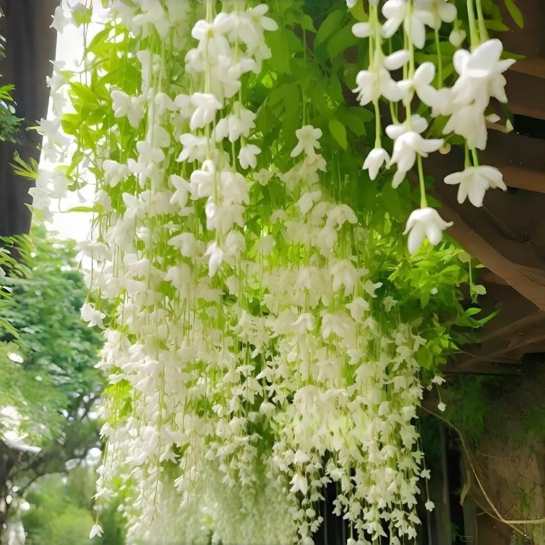 Weeping Jasmine Seeds (300 PCS) – Fragrant Cascading White Flowers, Climbing & Trailing Ornamental Vine, Non-GMO Flower Seeds for Garden, Balcony & Pergola Planting