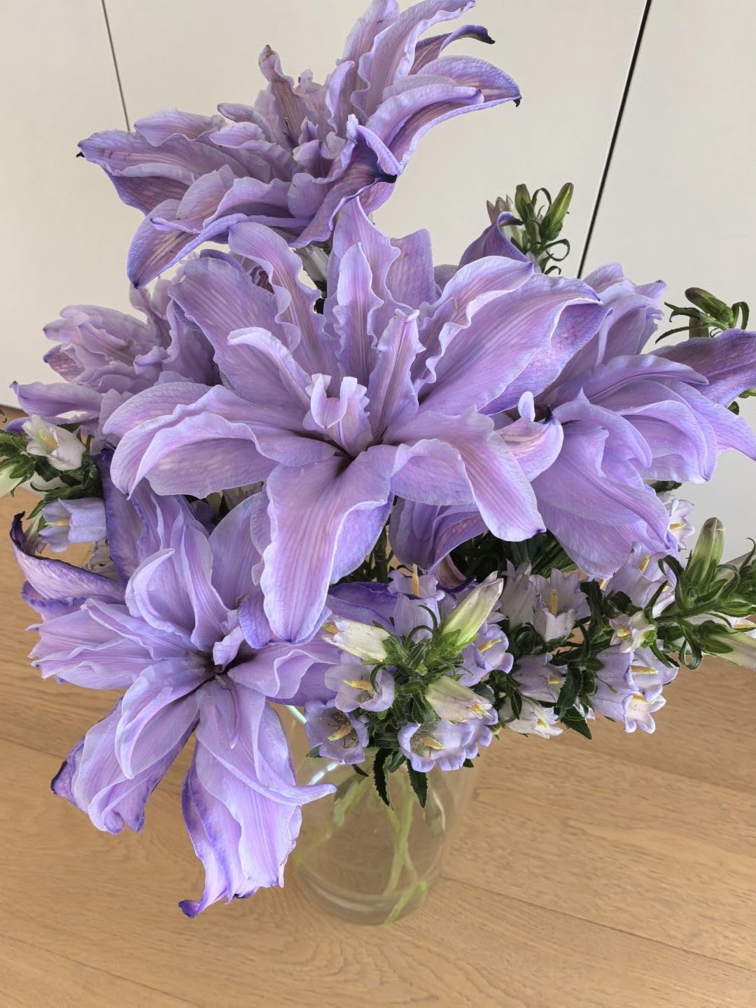 SVG® Double Oriental Lily Flower Bulbs for Home and Gardening, pack of 1 Bulbs (SHADED PINK)