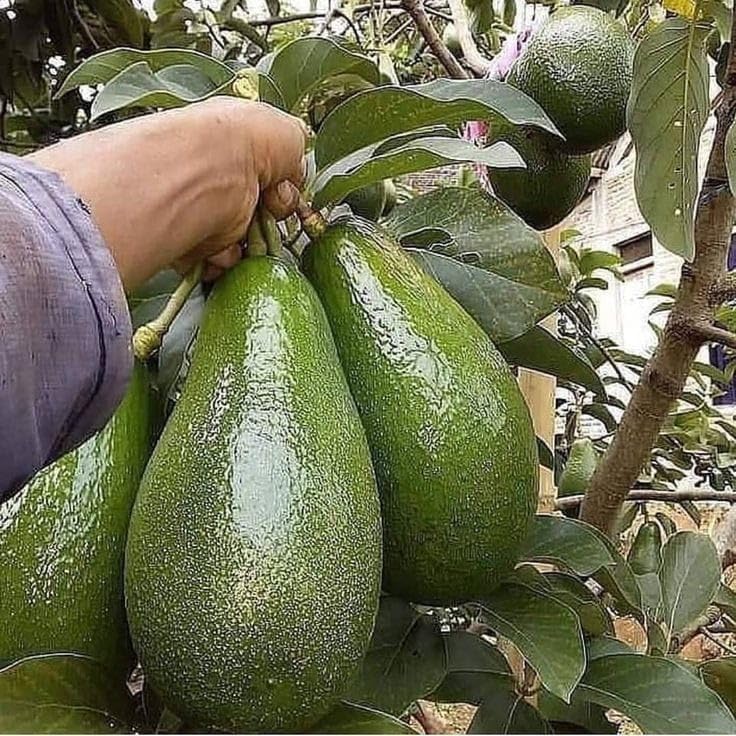 Seeds Ville Dwarf Hass Grafted Avocado Plant 38 cm
