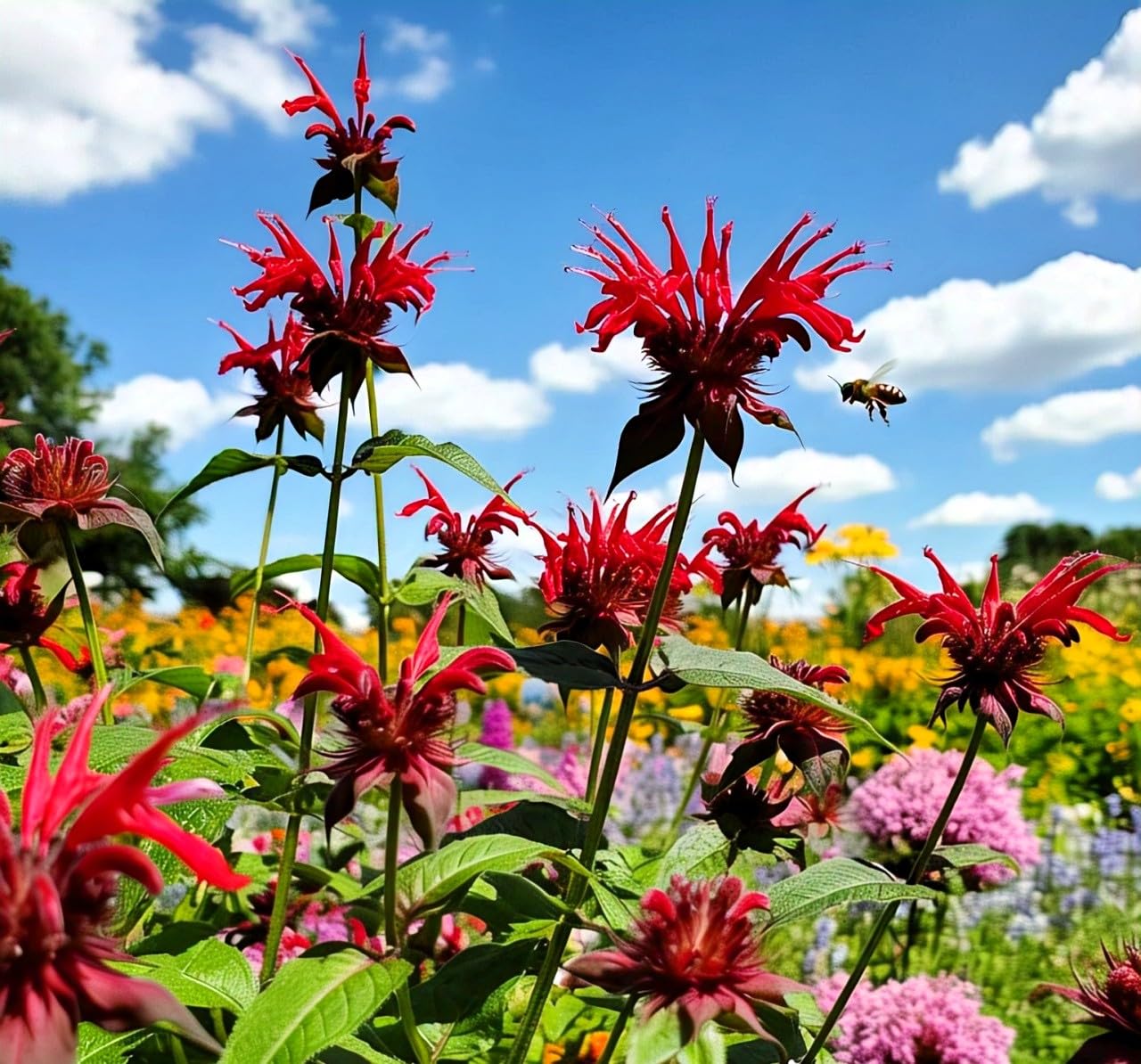 BlimBurn Bee Balm Flower Seeds (50 Pcs) - Natural Insect Repellent for Gardens- Grow Year Round. (All In One Mix) - Seeds Ville