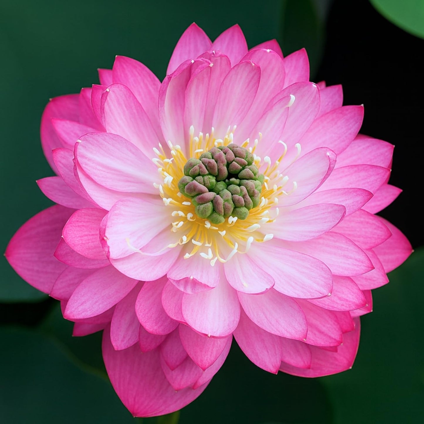 Lotus live plant | Rare plant | Original color guarantee plant | Indoor & Outdoor Live plant (Code 32)