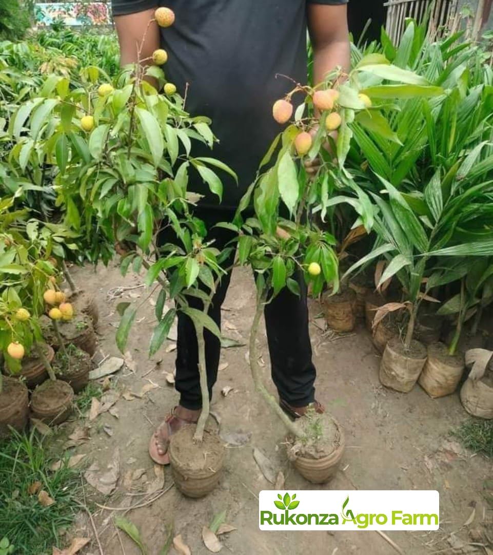 Muzaffarpur Shahi Litchi Hybrid Plant - Dwarf Air Layered All Season Sweet Topical Rare Lychee 1 Live Tree, Height 2-3 feet, Fruit After 1-2 Years