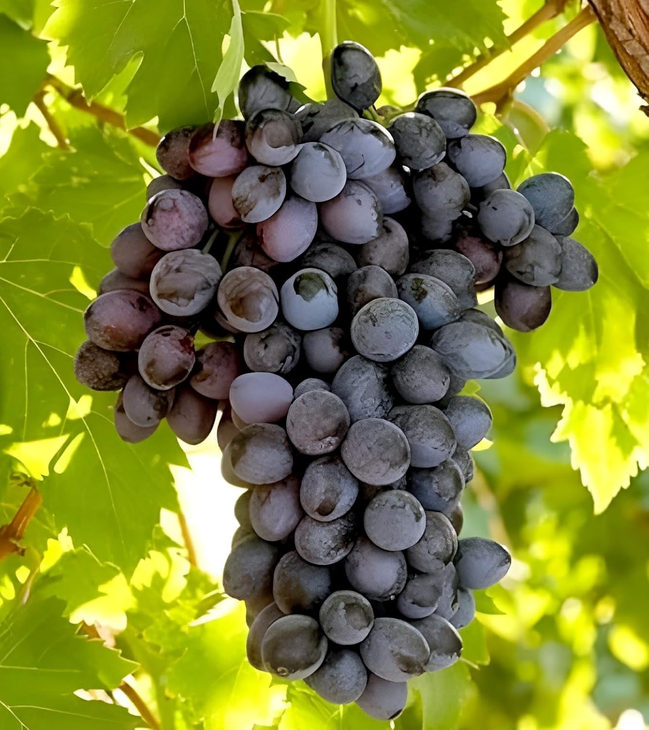 Live Grapes Plant Combo Pack of 3 | Black, Red & Green Fruit-Bearing Grafted Vines | Healthy Saplings for Home Garden, Terrace, Balcony | Organic Grape Plants Combo Pack of 3