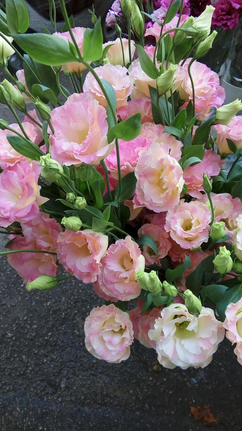 Radha Krishna Agriculture® Imported Lisianthus Flower Seeds for Home and Kitchen Gardening Pack of 100 seeds (MULTISHADE)