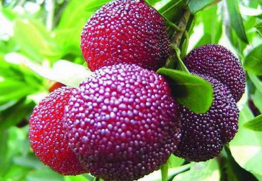50+ Pcs- Myrica Rubra Chinese Bay-Berry Seeds - Morella Rubra Seeds For Planting - Grow All India - All Year.