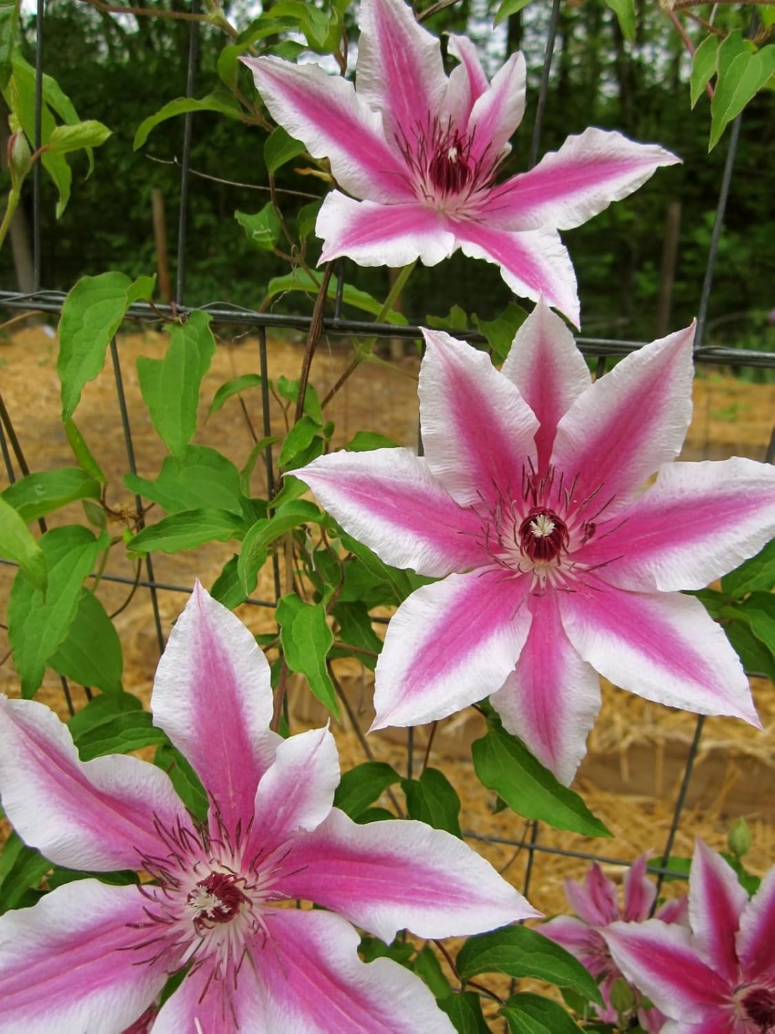 Seeds Ville Clematis Rhizome Bulb Fast Growing Flowering Vine