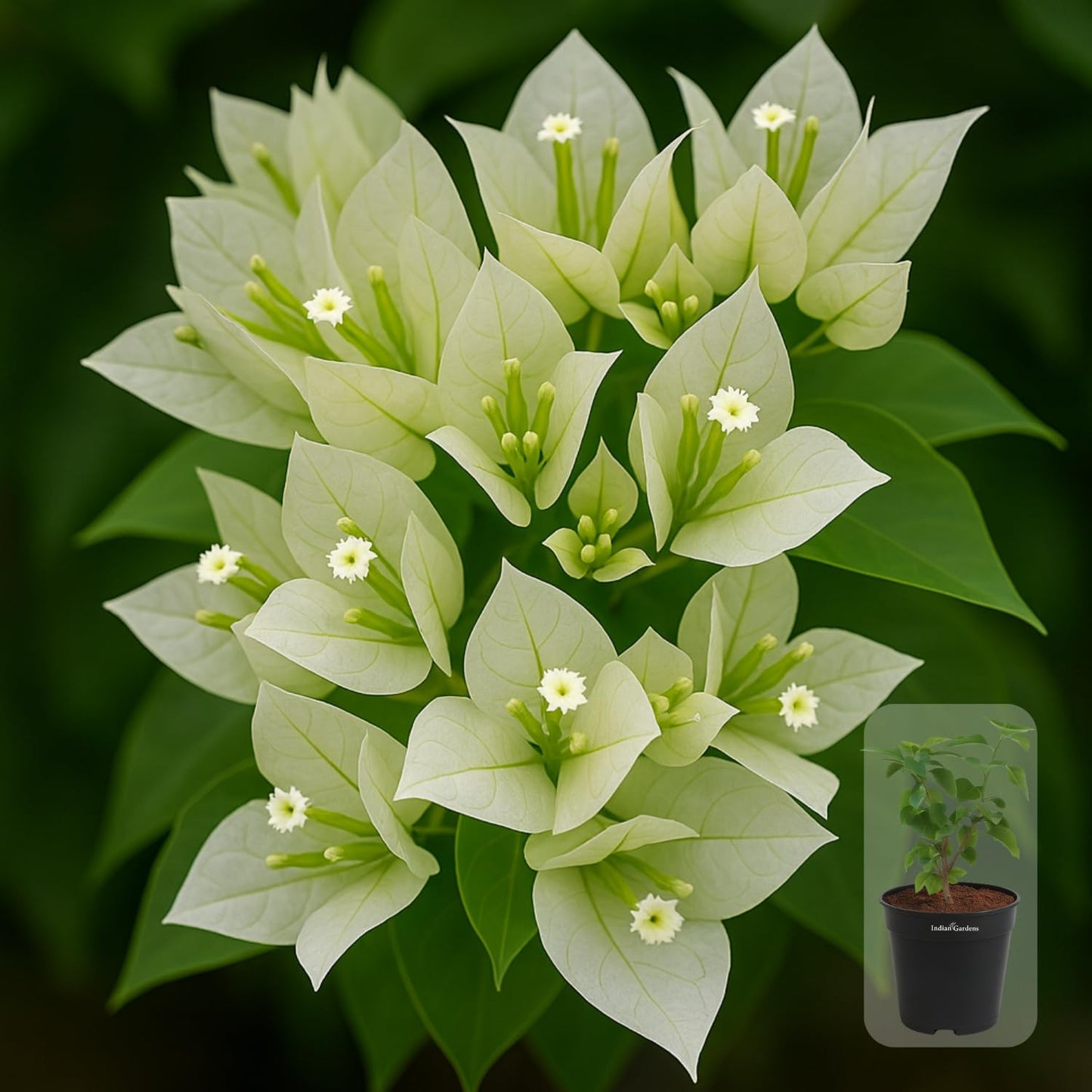 Indian Gardens - Bougainvillea Glabra live plant | Indoor & Outdoor Plant | Nyctaginaceae | Paper Flower (Yellow, 6" Terracotta)