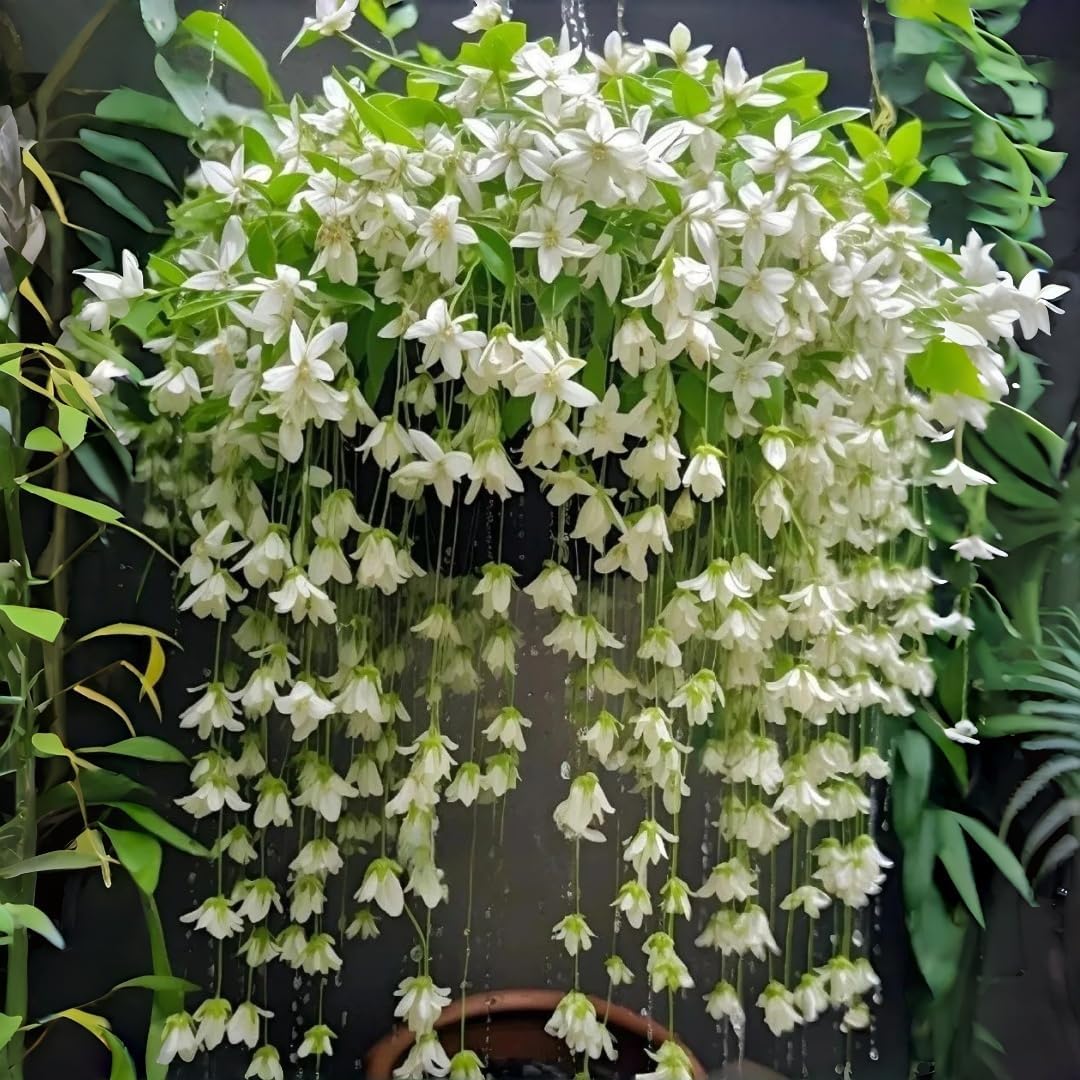 Weeping Jasmine Seeds (300 PCS) – Fragrant Cascading White Flowers, Climbing & Trailing Ornamental Vine, Non-GMO Flower Seeds for Garden, Balcony & Pergola Planting