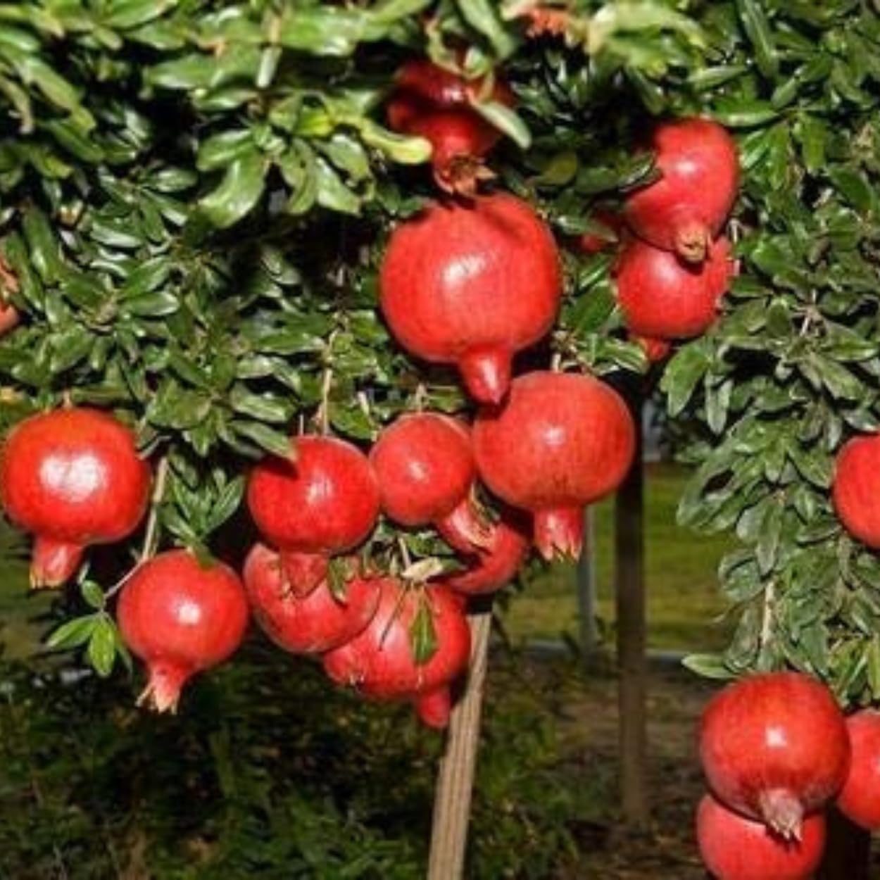 Dishita Go Green - Live Bonsai Dwarf Pomegranate Afghan Variety - Beautiful Outdoor Fruit Plant for Garden & Patio