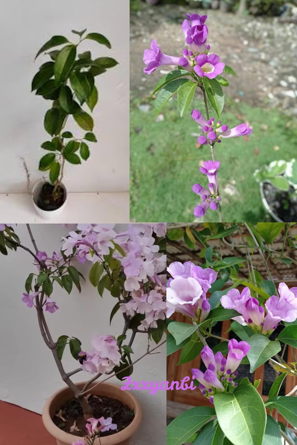 ZXXYANBI Rare Garlic Vine (Mansoa alliacea) Ajos Sacha, False Garlic, Garlic Creeper Live Plant (Height 1-2 Feet) Air Layered, flowering climbing vine mildly fragrant, 1 Healthy Plant For Home Garden - Seeds Ville