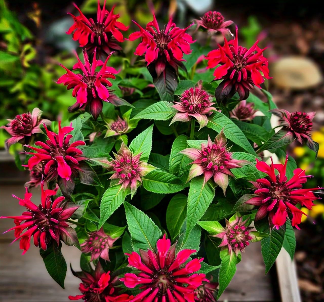 BlimBurn Bee Balm Flower Seeds (50 Pcs) - Natural Insect Repellent for Gardens- Grow Year Round. (All In One Mix) - Seeds Ville