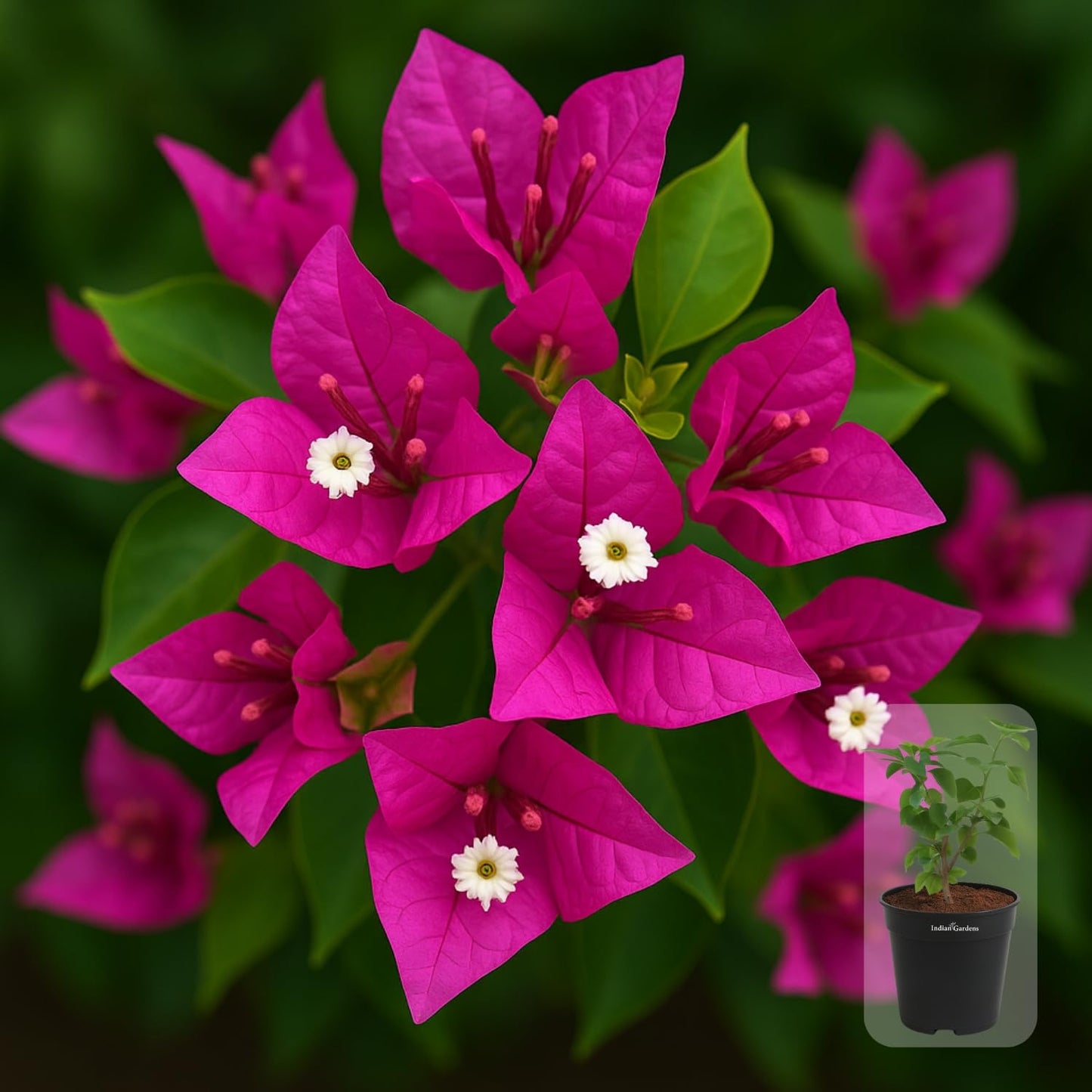 Indian Gardens - Bougainvillea Glabra live plant | Indoor & Outdoor Plant | Nyctaginaceae | Paper Flower (Yellow, 6" Terracotta)