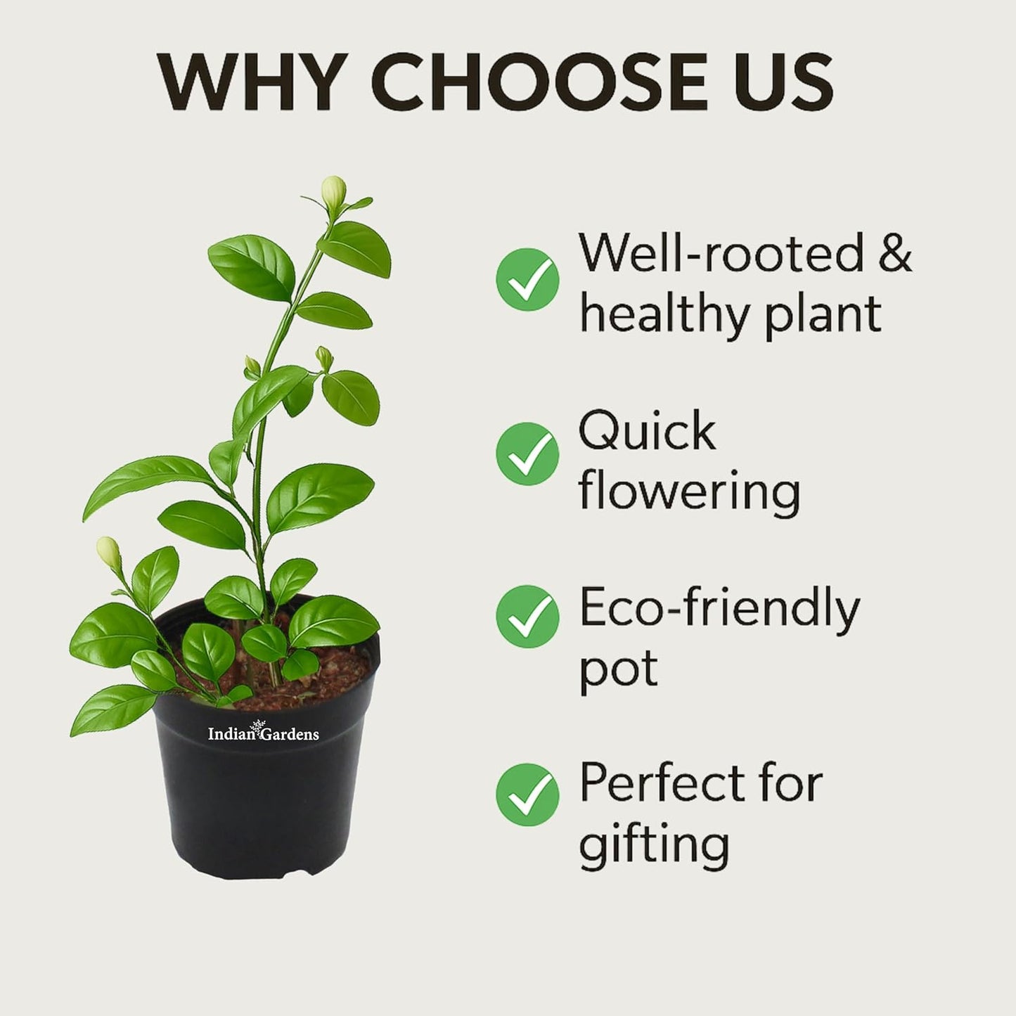 Indian Gardens - 5 Layer/Arabian Jasmine Jasmine live plant | Indoor & Outdoor Plant | sambac White | 4 inch (Min : 2)