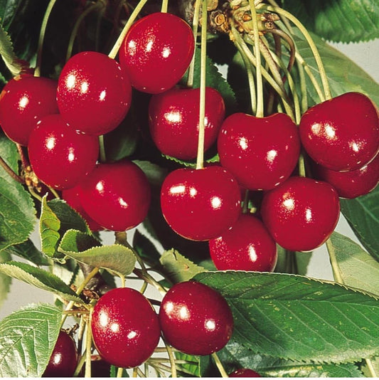 CHERRY PLANT GRAFTED - Fruit Tree - Live Outdoor Garden Plant