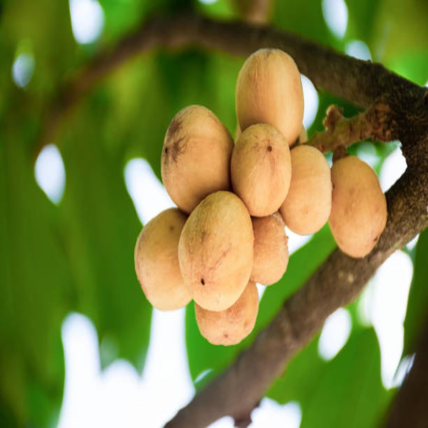 Lotkon Kafai Mooti Fruit Live Plant (1.5-3 Feet Height)