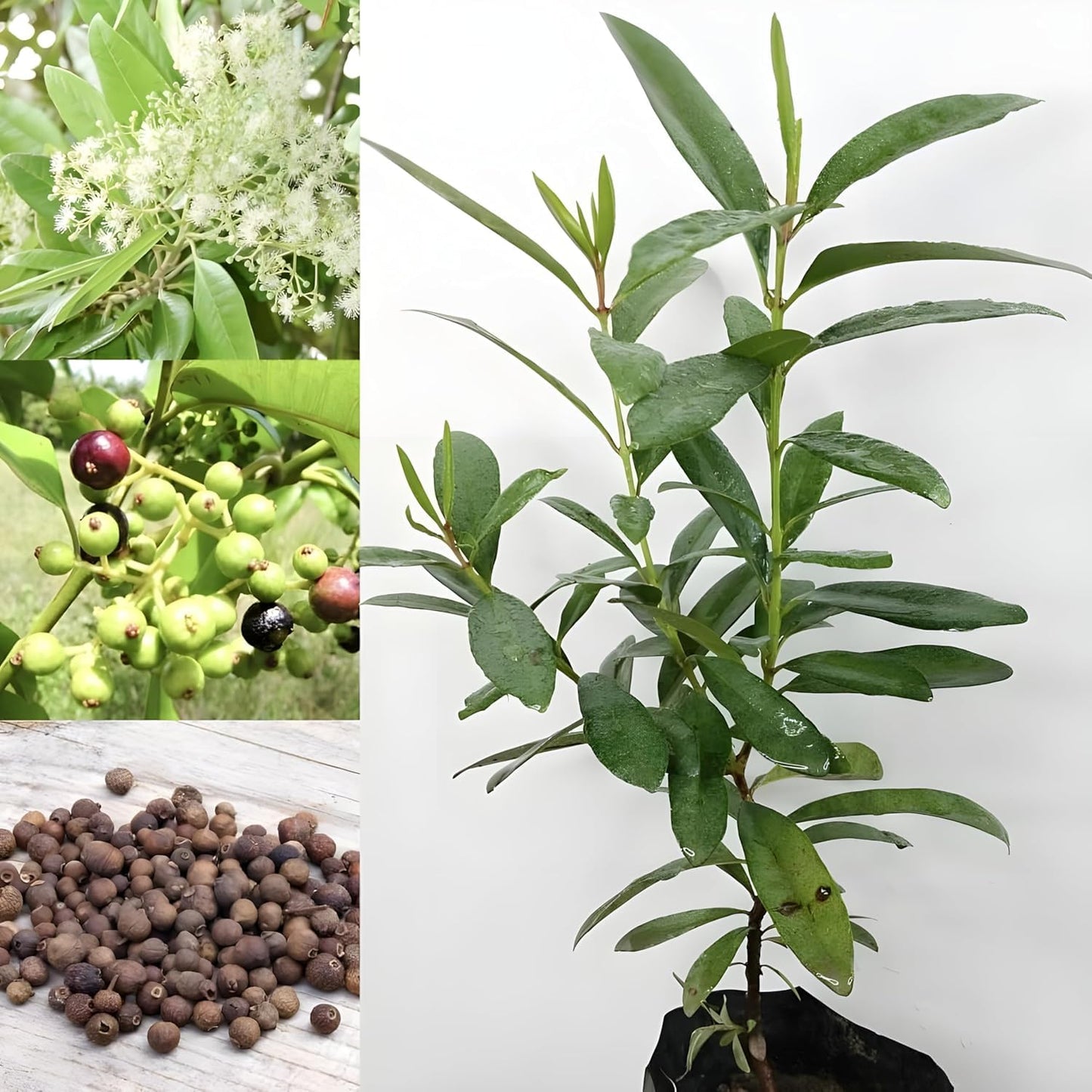 All Spice Plant/Sarvasugandhi/Jamaica pepper (Pimenta dioica) Flowering/Ornamental/Medicinal Meat Masala Live Plant