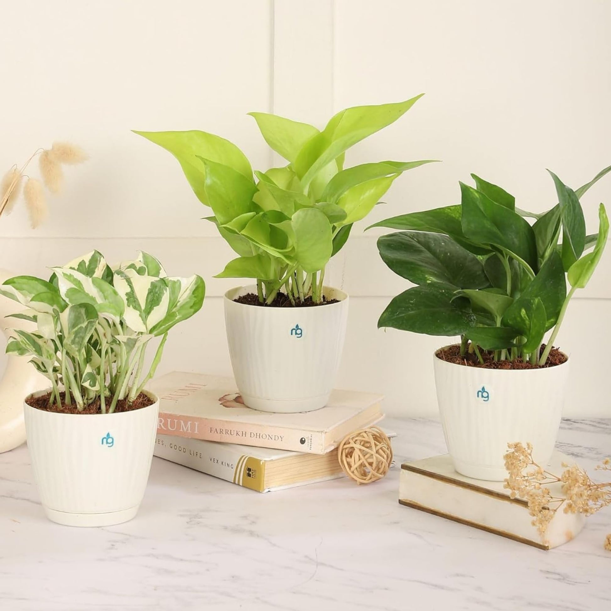 Nurturing Green® Combo of 2 Live Indoor Plants (Aglaonema Lady Valentine & Syngonium Pink) in Ivory Self Watering Pots