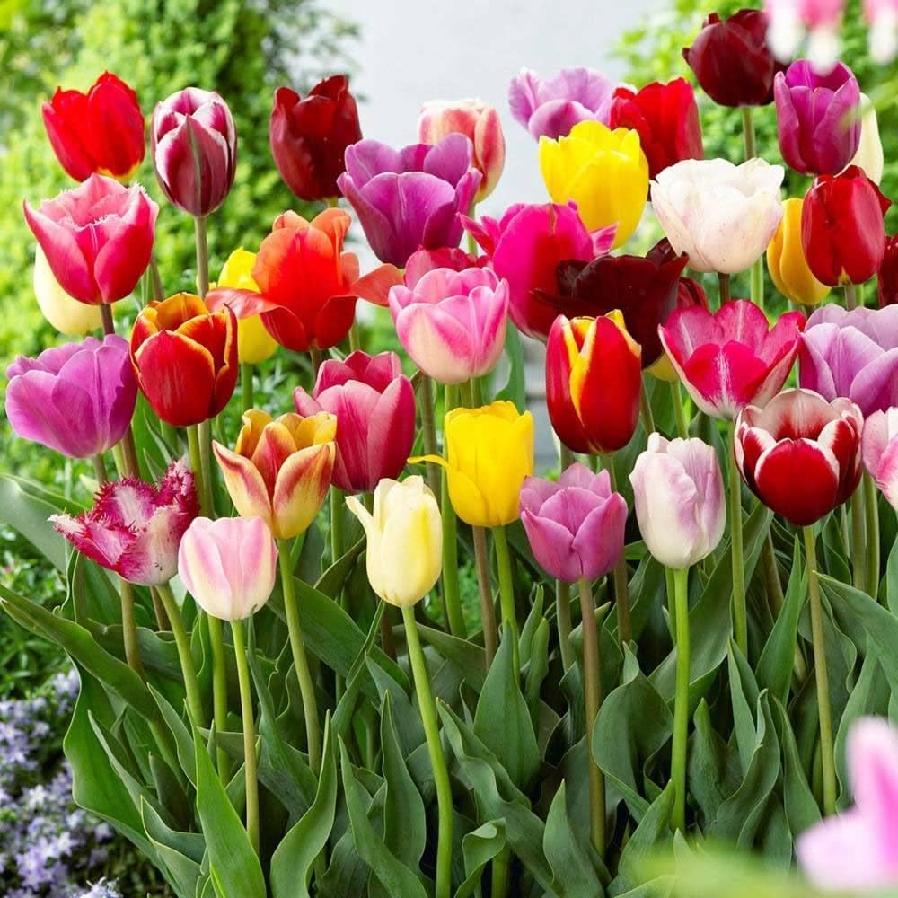 NooElec Seeds India Mix Color Tulip Seeds Fresh Non-Gmo Flower Seeds For Planting Home Garden Decor - 30+ Seeds Pack - Seeds Ville