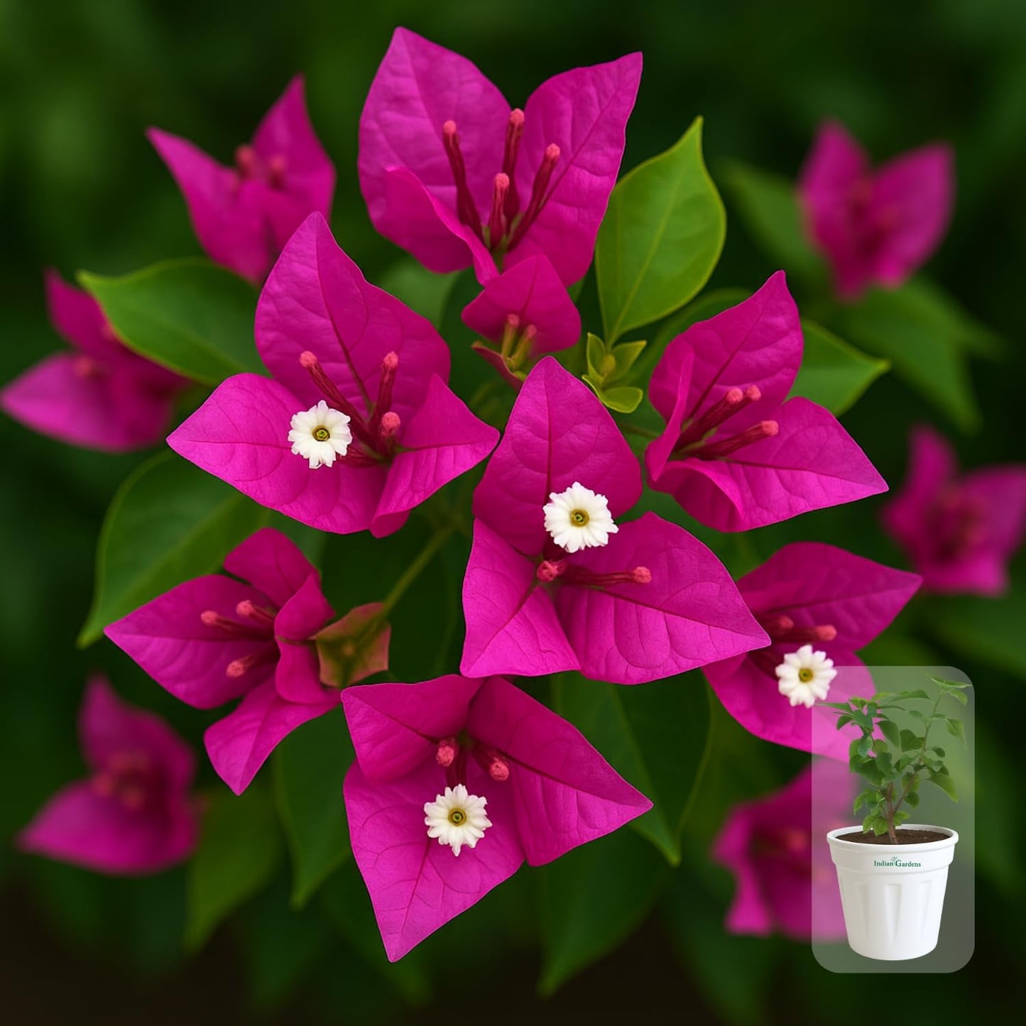 Indian Gardens - Bougainvillea Glabra live plant | Indoor & Outdoor Plant | Nyctaginaceae | Paper Flower (Yellow, 6" Terracotta)