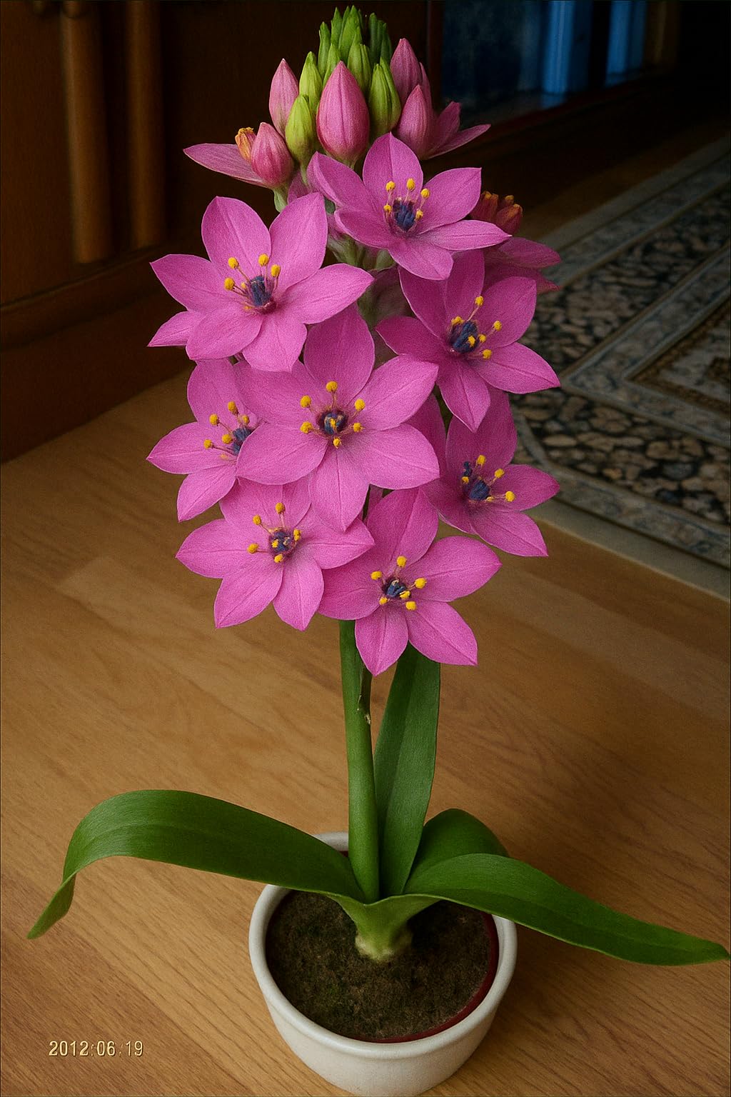 SVG® Ornithogalum Chinchirinchi Flower Bulbs Imported Variety Pack of 5 bulbs (WHITE)