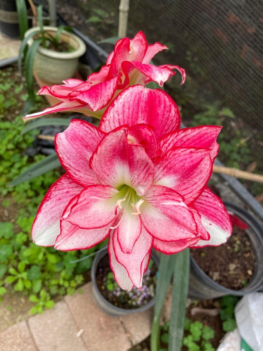 Radha Krishna Agriculture® Amaryllis Lily Flower Bulbs Double Imported for Home and Gardening Pack of 1 Bulbs (MAROON)