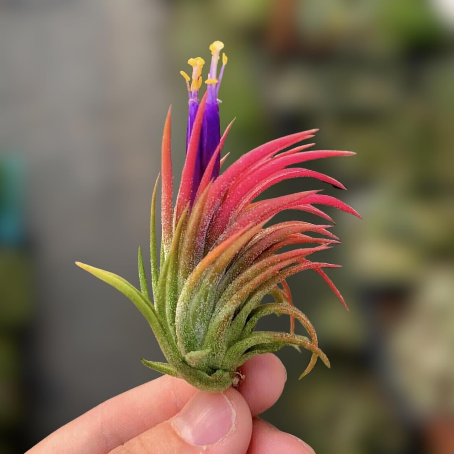 Seeds Ville Tillandsia Ionantha Mexico Air Plant Hardy Indoor Outdoor