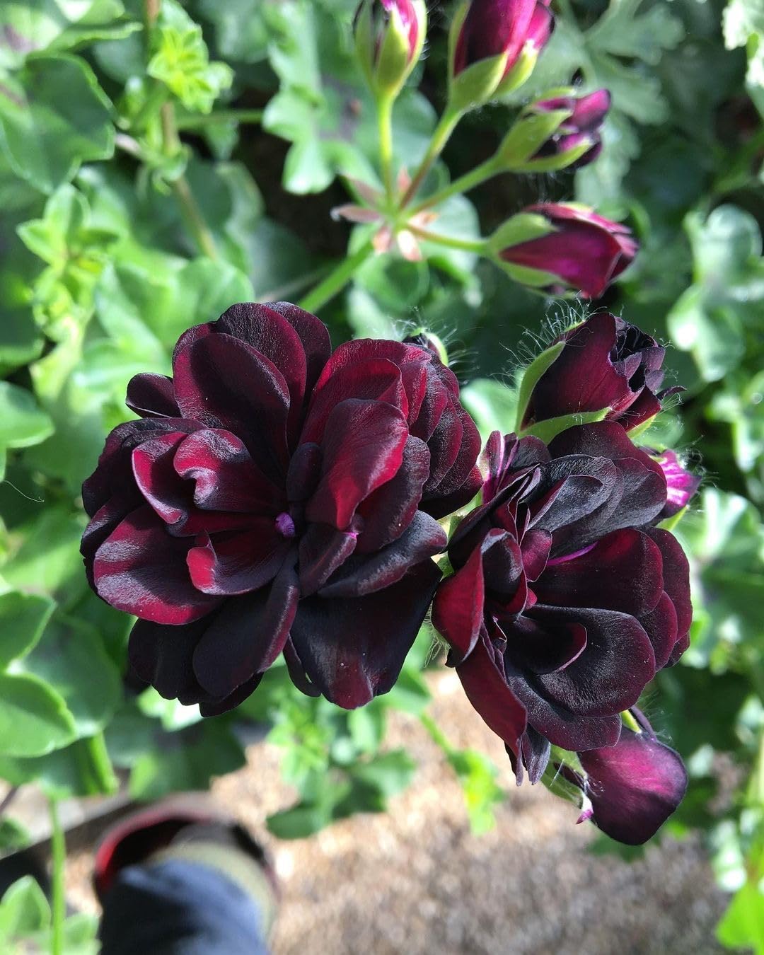 Climbing Double Geranium Flower Seeds for Home and Kitchen Gardening, Pack of 60 to 80 seeds