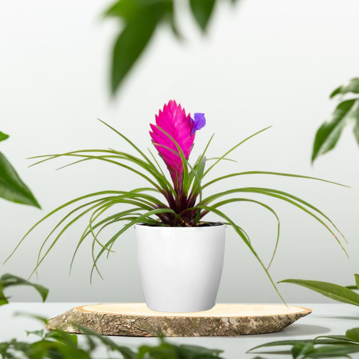 Seeds Ville Pink Quill Tillandsia Live Plant in Pot