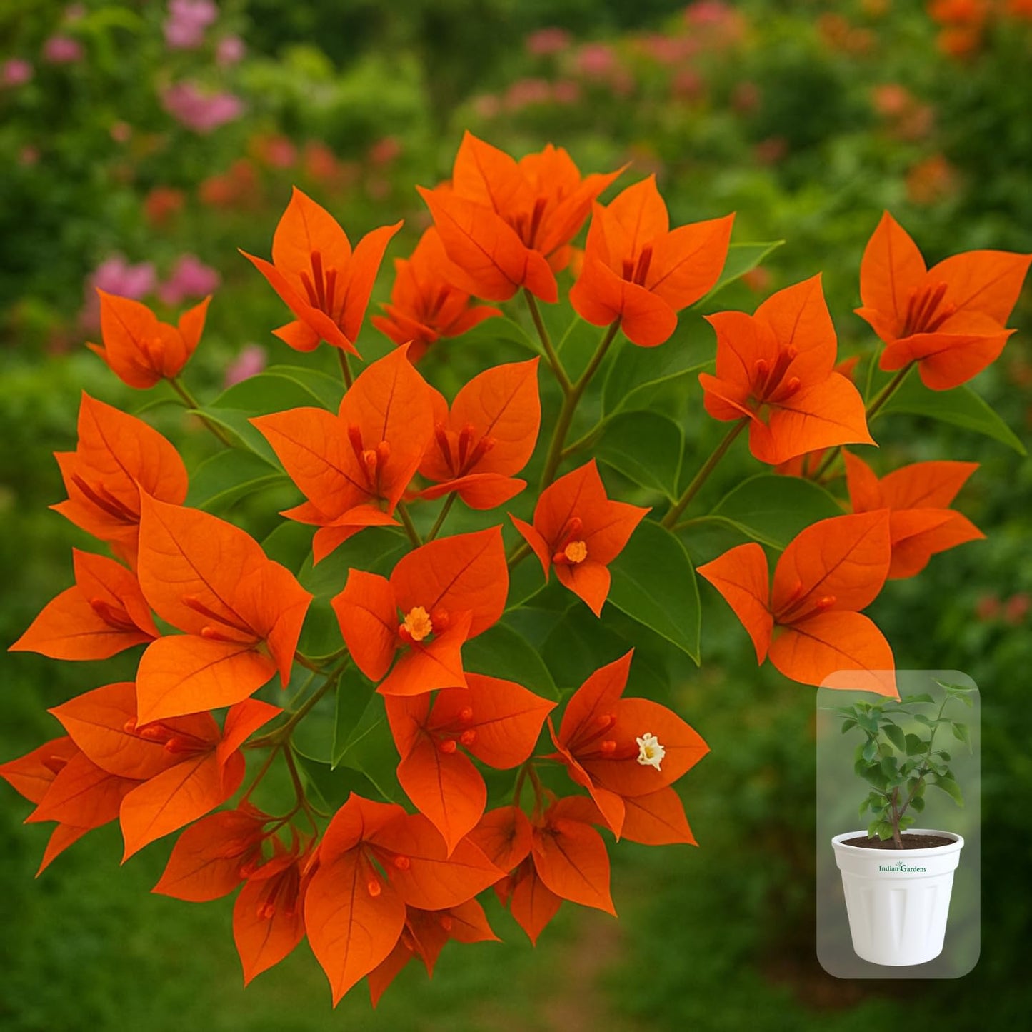 Indian Gardens - Bougainvillea Glabra live plant | Indoor & Outdoor Plant | Nyctaginaceae | Paper Flower (Yellow, 6" Terracotta)