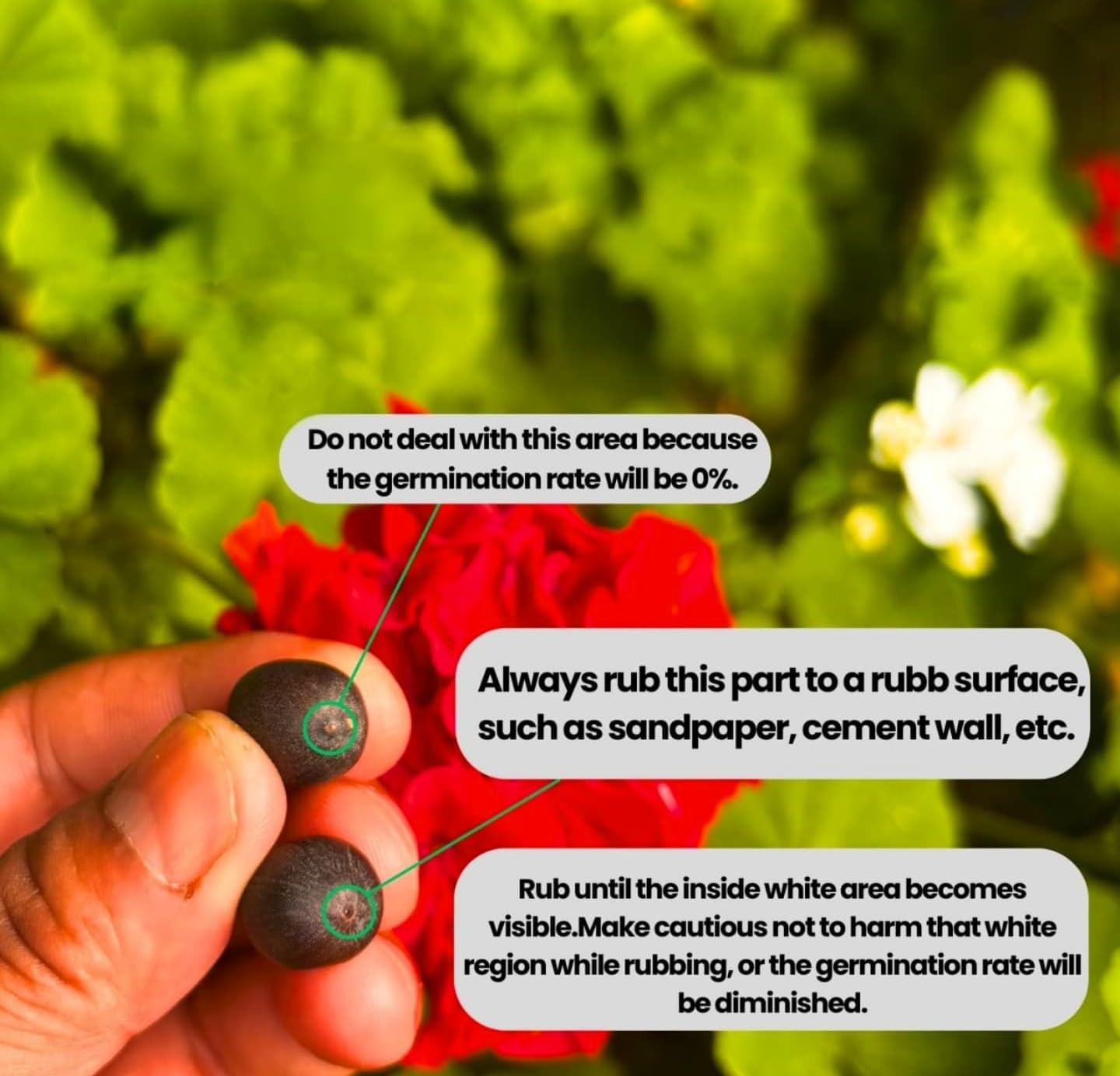 NooElec Seeds India Aquatic Plant Lotus Seeds Nelumbo nucifera Crimson Velvet Lotus 20 Seeds - Seeds Ville