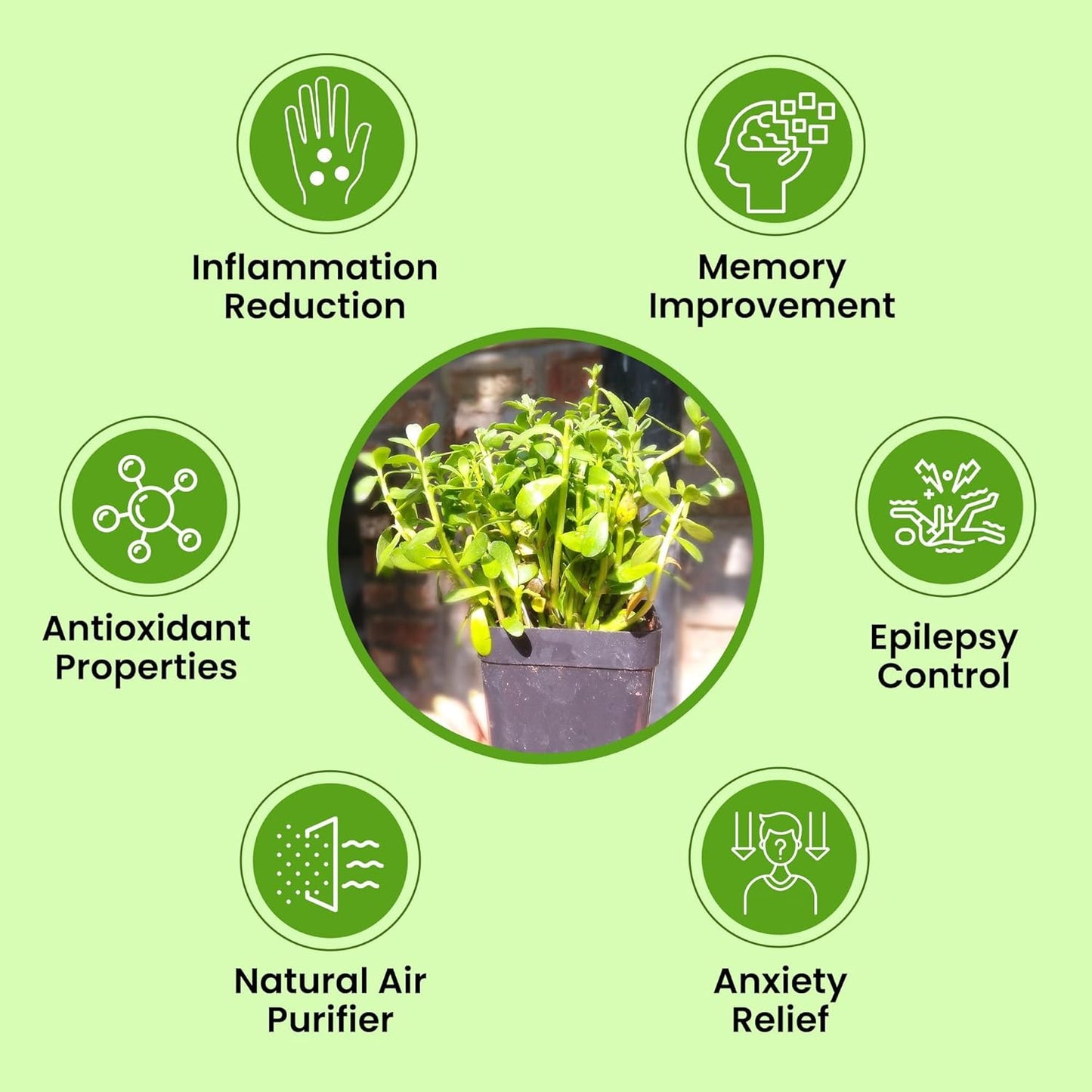 Greenwise Brahmi Herbal & Medicinal Plant (15-20 Live Strings) | Bacopa Monnieri | Ayurvedic Plant with Pot | Non-Aromatic Herb - Seeds Ville