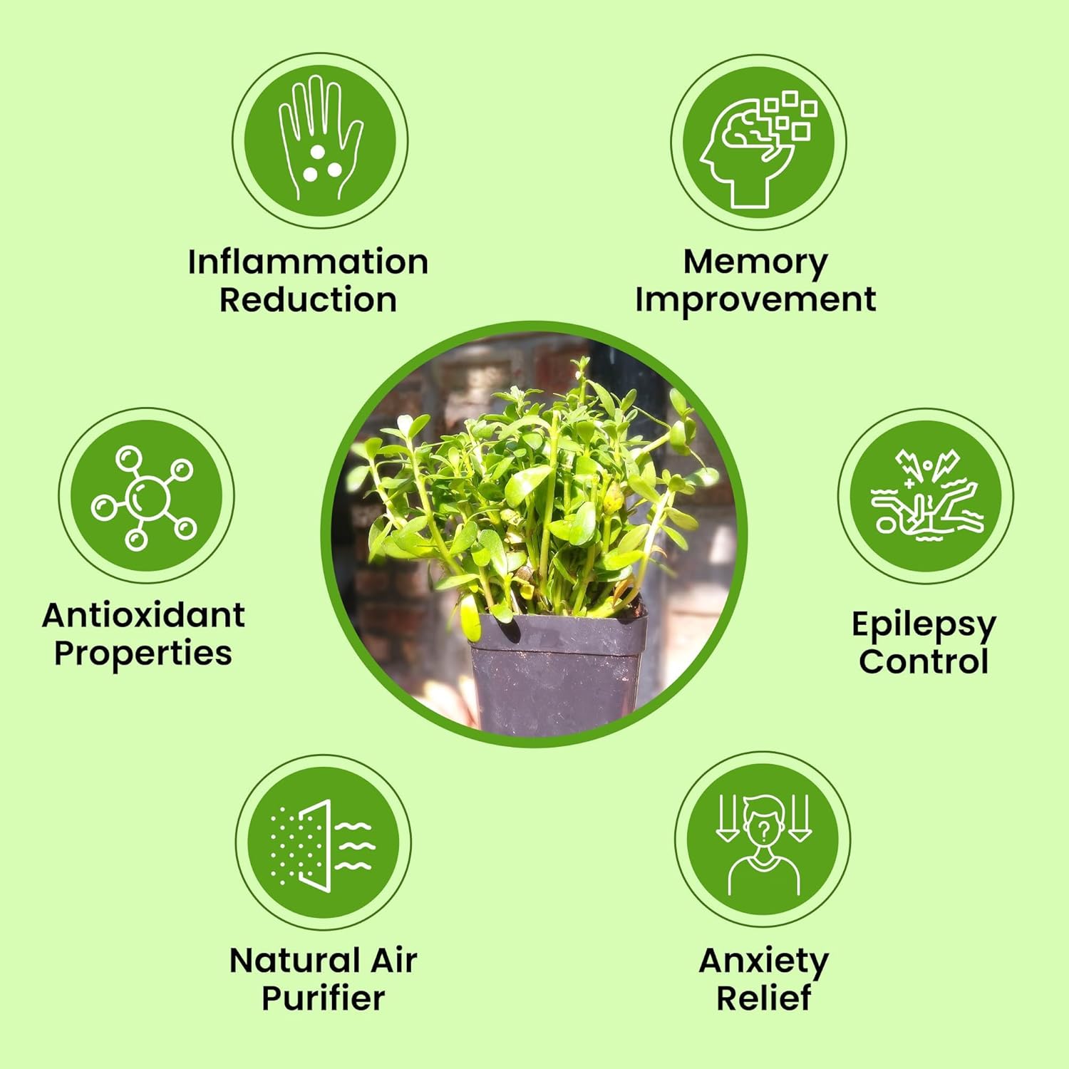 Greenwise Brahmi Herbal & Medicinal Plant (15-20 Live Strings) | Bacopa Monnieri | Ayurvedic Plant with Pot | Non-Aromatic Herb - Seeds Ville