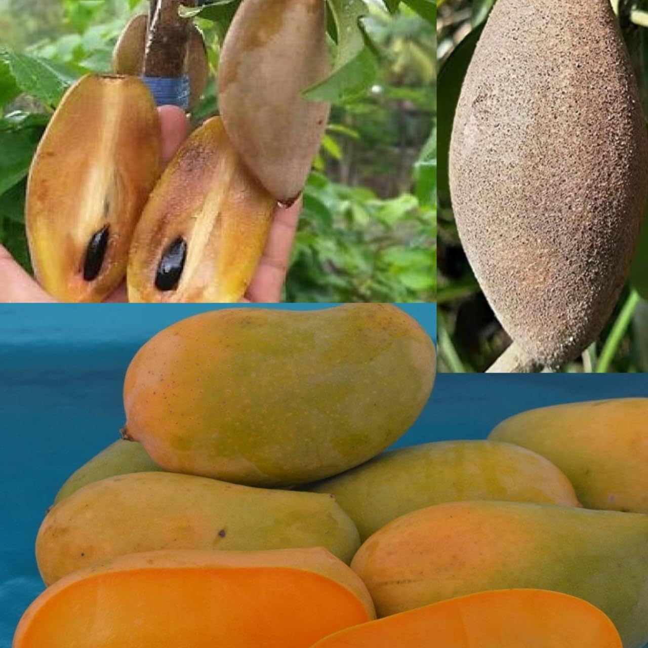 Purple Japanese Miyazaki Mango Plant Original Grafted Fruit Tree Height 1.5-3 Feet Plant Hybrid Plant Fruit In Just 2-3 Years Perfect For Home Gardens Mango Tree Taiyo No Tamago Eggs Of Sun