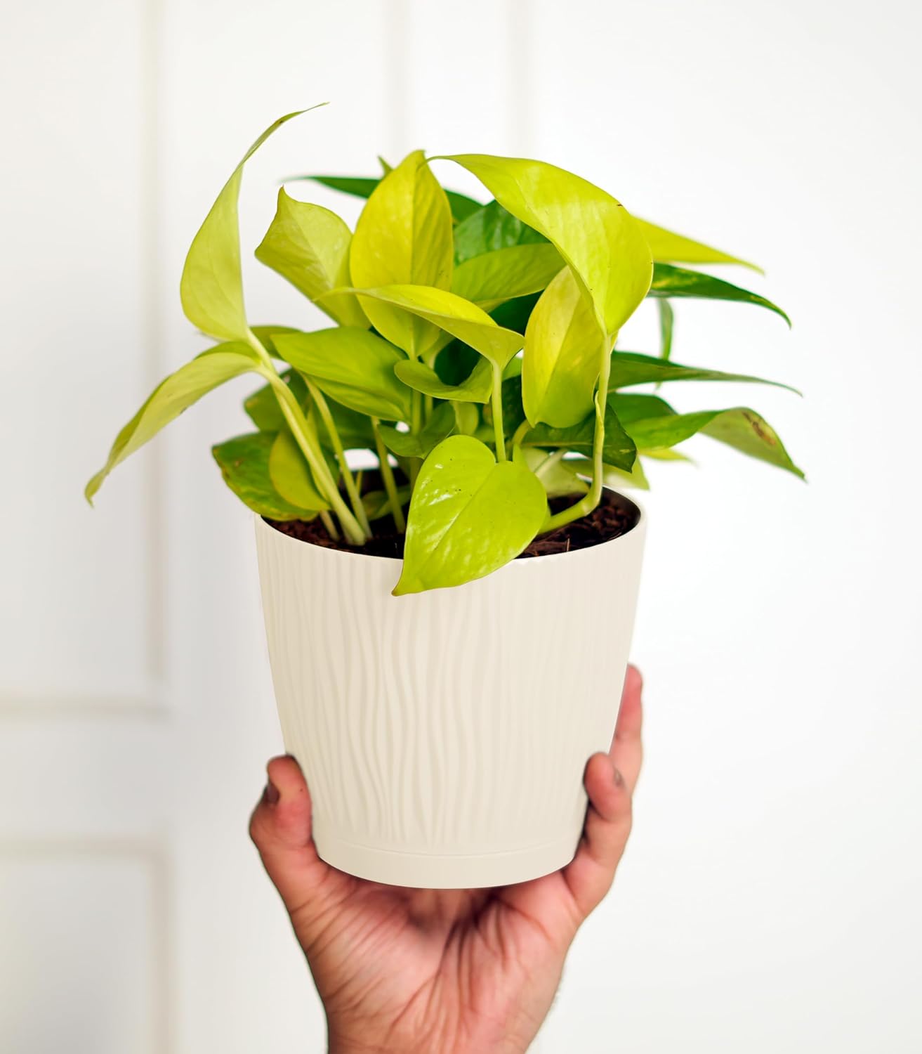 are plastic pots good for indoor plants Nurturing Green® Set of 3 Self Watering Pots for Home, Decor & Garden – Seeds Ville
