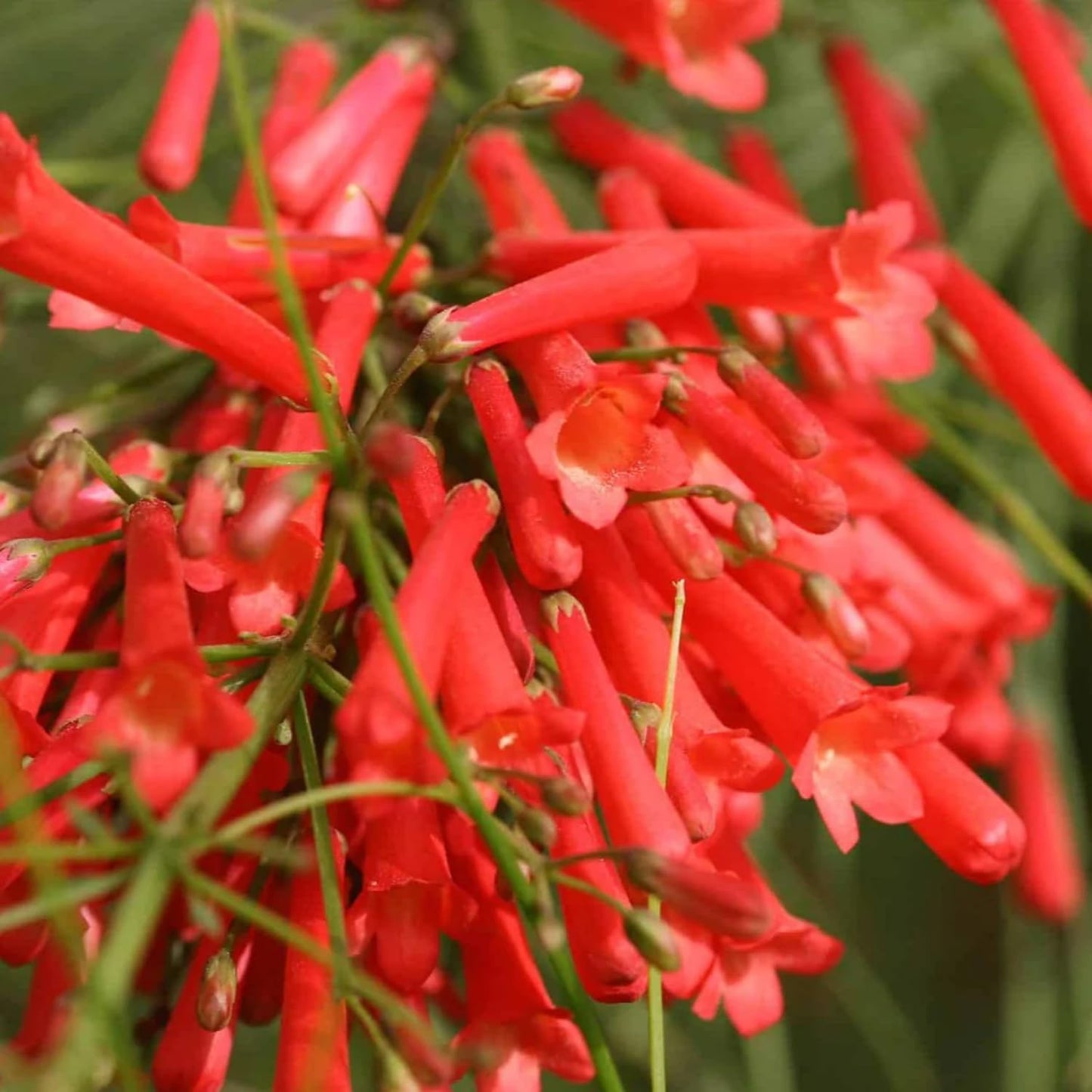 Hug A Plant | Red Firecracker (Russelia equisetiformis) Flowering/Ornamental Live Plant (H&G)