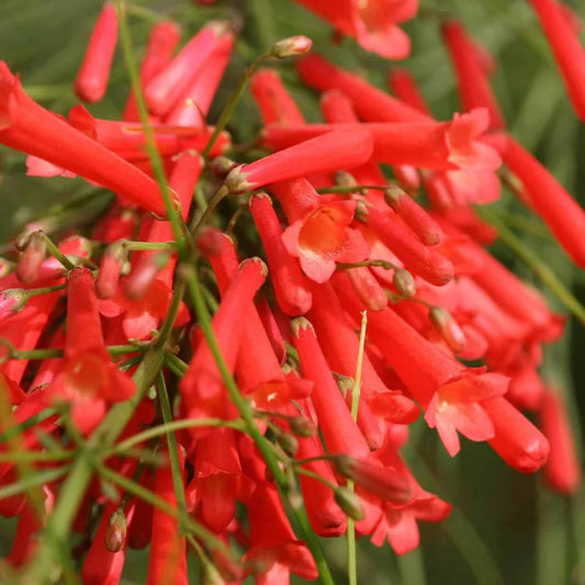 Hug A Plant | Red Firecracker (Russelia equisetiformis) Flowering/Ornamental Live Plant (H&G)
