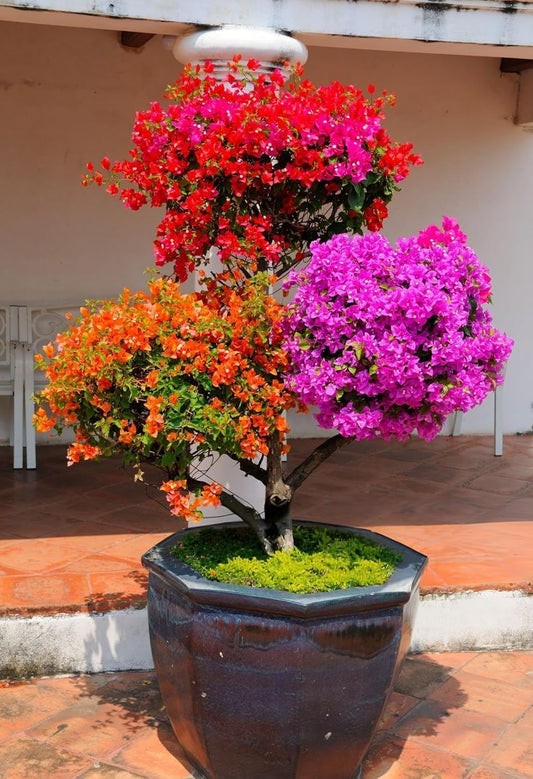 Grafted Multi-Colour Bougainvillea Live Bonsai Tree, 4-5 Colours, Indoor & Outdoor Plant